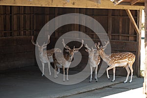Many little deer in a zoo or a nature reserve