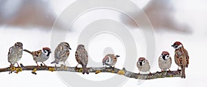 Many little funny birds sparrows are sitting on a branch in the garden and cute chirping