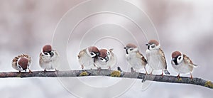 little funny birds sparrows are sitting on a branch in the garden and cute quarrel