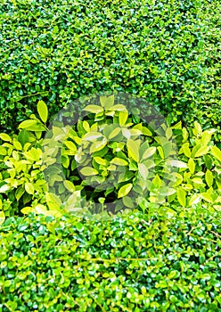 Many little leaf pattern