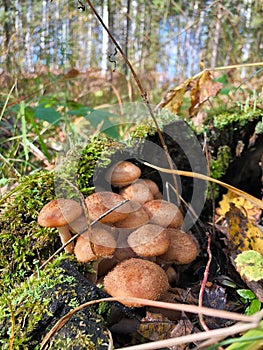 Many little mushrooms on a stump
