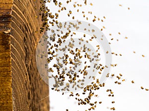 Many little spiderlings