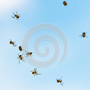 Many little spiderlings fly across the sky. Young spiders