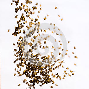 Many little spiderlings on white background