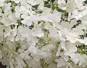 Many little white beautiful flowerets