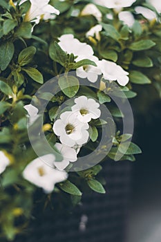 Many little white flowers in the box on balcony