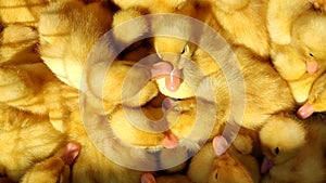 Many little yellow ducks close-up on sunne day. Duck farm. Ducks breeding