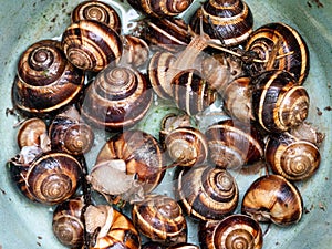 Live snails helix lucorum in plastic bucket