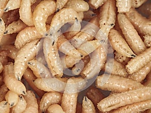 Many living larvae for fishing, background,maggot photo