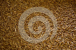 Many living Mealworm larvae suitable as Food