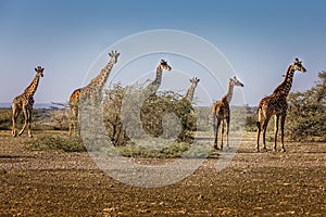 Many long necks. A group of giraffes in the Serengeti