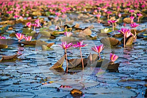 Many lotus