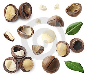 Many macadamia nuts isolated on white, collage