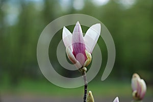 Many magnolia flowers