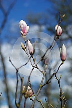 Many magnolia flowers