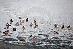 Mallard Duck Drakes and Ducks group