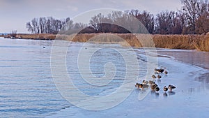 Many mallards on the lake Balafon of Hungary