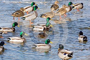 Many mallards on a partially frozen lake in the water and on the ice