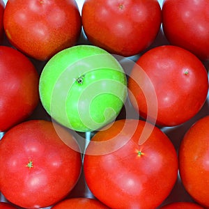 Many mature red tomatoes, green tomato.