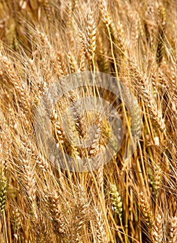 Many mature wheat stalks in June in the middle of the cultivated photo