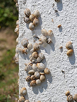 Many Mediterranean sand snails Theba pisana hanging on a white wall