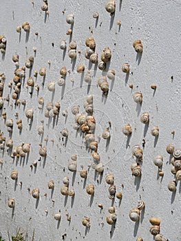 Many Mediterranean sand snails Theba pisana hanging on a white wall