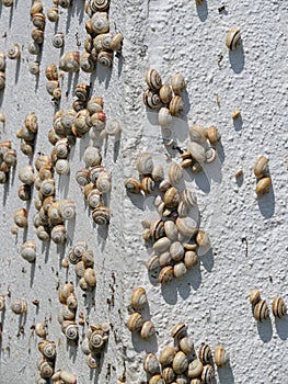 Many Mediterranean sand snails Theba pisana hanging on a white wall in the midday heat in Porthcurno southern England