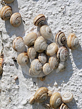 Many Mediterranean sand snails Theba pisana hanging on a white wall in the midday heat in Porthcurno southern England