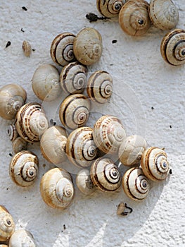 Many Mediterranean sand snails Theba pisana hanging on a white wall in the midday heat in Porthcurno southern England