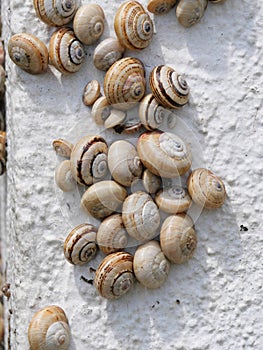 Many Mediterranean sand snails Theba pisana hanging on a white wall in the midday heat in Porthcurno southern England