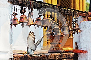 Many metal sacrificial bells and landing dove photo