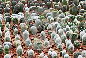 Many Mini Cactus Pot on the shelf For home and garden decoration in the cactus garden - many cactus species , Houseplant gardening