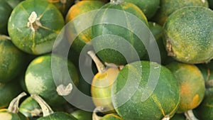 Many mini Orange pumpkins grade kind of rondini Gem squash. Harvesting. Exhibition and sales.