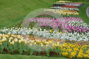 Many mixed vivid yellow, white, red and pink tulips and pansies in full bloom in a sunny spring garden, beautiful multi colored ou