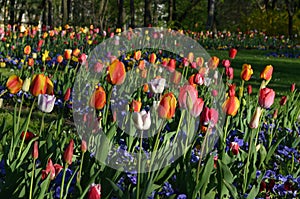 Many mixed vivid yellow, white, red and pink tulips and pansies in full bloom in a sunny spring garden, beautiful multi colored ou