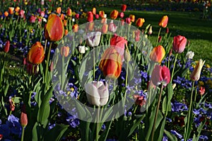 Many mixed vivid yellow, white, red and pink tulips and pansies in full bloom in a sunny spring garden, beautiful multi colored ou