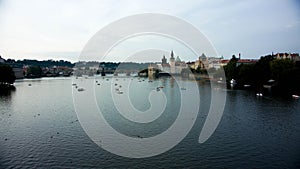 Many modern boats cruising along the Vltava river with swans