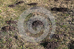 Many moles in a mountain meadow on a sunny day in early spring