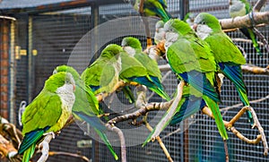 Many monk parakeets sitting together on branches in the aviary, popular pets in aviculture, tropical birds from Argentina