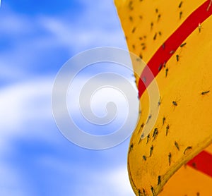 Many mosquitos on yellow and red striped awning with steel structure, blue sky and white cloud background
