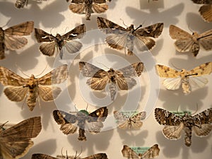 Many moth collection on display