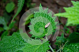 Moths on the leaves of poisonous plants, don`t worry about its toxicity! photo
