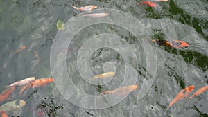 Many multicolor Fancy Carp top view. Group of koi carps Cyprinus carpio fishes are swimming in the pond. Colorful fish