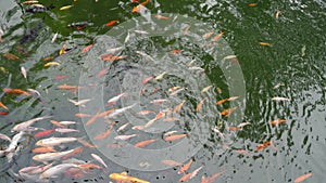 Many multicolor Fancy Carp top view. Group of koi carps Cyprinus carpio fishes are swimming in the pond. Colorful fish