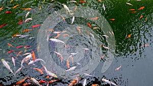 Many multicolor Fancy Carp top view. Group of koi carps Cyprinus carpio fishes are swimming in the pond. Colorful fish
