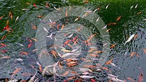 Many multicolor Fancy Carp top view. Group of koi carps Cyprinus carpio fishes are swimming in the pond. Colorful fish