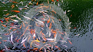 Many multicolor Fancy Carp top view. Group of koi carps Cyprinus carpio fishes are swimming in the pond. Colorful fish