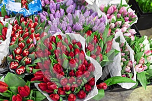 Many multicolored fresh tulips bouquets background. Dutch flower market stall or store. Wholesale warehouse and