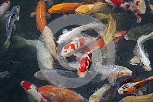 Many multicolored Koi fish swimming in pond