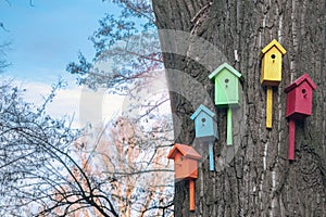 Many multicolored nesting boxes hang on a thick tree in the city. Five houses for the birds are on the trunk of a large tree.